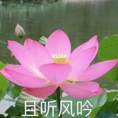 联盟崛起手游下载